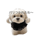 アオイのためのスタンプ（個別スタンプ：29）