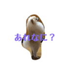 ポメラニアンのミルキーくん_1（個別スタンプ：4）