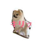 ポメラニアンのミルキーくん_1（個別スタンプ：6）