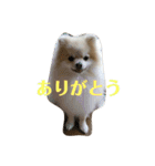 ポメラニアンのミルキーくん_1（個別スタンプ：7）