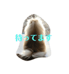 ポメラニアンのミルキーくん_1（個別スタンプ：8）