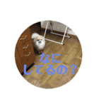 ポメラニアンのミルキーくん_1（個別スタンプ：10）