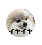 ポメラニアンのミルキーくん_1（個別スタンプ：11）