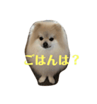 ポメラニアンのミルキーくん_1（個別スタンプ：13）