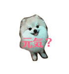 ポメラニアンのミルキーくん_1（個別スタンプ：15）