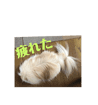 ポメラニアンのミルキーくん_1（個別スタンプ：16）