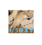 ポメラニアンのミルキーくん_1（個別スタンプ：17）