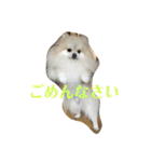 ポメラニアンのミルキーくん_1（個別スタンプ：21）