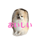 ポメラニアンのミルキーくん_1（個別スタンプ：22）