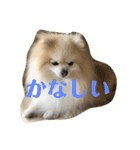 ポメラニアンのミルキーくん_1（個別スタンプ：23）