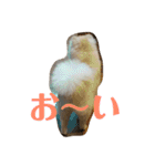 ポメラニアンのミルキーくん_1（個別スタンプ：24）