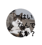 おしゃべり猫顔（個別スタンプ：1）