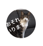 おしゃべり猫顔（個別スタンプ：2）