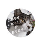 おしゃべり猫顔（個別スタンプ：3）