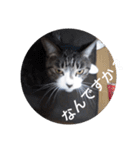 おしゃべり猫顔（個別スタンプ：4）