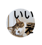 おしゃべり猫顔（個別スタンプ：5）