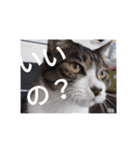 おしゃべり猫顔（個別スタンプ：6）