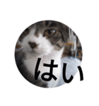 おしゃべり猫顔（個別スタンプ：7）