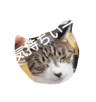 おしゃべり猫顔（個別スタンプ：8）