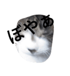 おしゃべり猫顔（個別スタンプ：9）