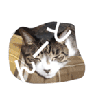 おしゃべり猫顔（個別スタンプ：11）