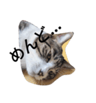 おしゃべり猫顔（個別スタンプ：13）