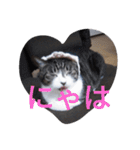おしゃべり猫顔（個別スタンプ：16）