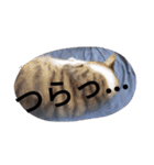 おしゃべり猫顔（個別スタンプ：17）