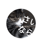 おしゃべり猫顔（個別スタンプ：21）