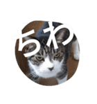 おしゃべり猫顔（個別スタンプ：22）