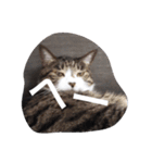 おしゃべり猫顔（個別スタンプ：23）