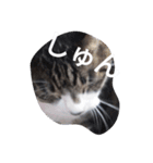 おしゃべり猫顔（個別スタンプ：24）