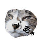 おしゃべり猫顔（個別スタンプ：25）