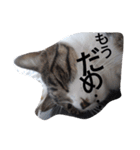 おしゃべり猫顔（個別スタンプ：26）