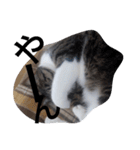 おしゃべり猫顔（個別スタンプ：27）