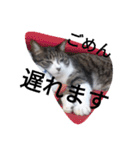 おしゃべり猫顔（個別スタンプ：28）