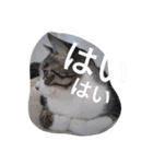 おしゃべり猫顔（個別スタンプ：29）