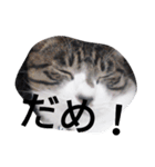 おしゃべり猫顔（個別スタンプ：30）