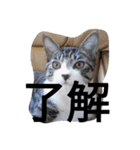 おしゃべり猫顔（個別スタンプ：31）