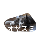 おしゃべり猫顔（個別スタンプ：32）