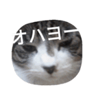 おしゃべり猫顔（個別スタンプ：33）