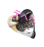 おしゃべり猫顔（個別スタンプ：34）