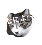 おしゃべり猫顔（個別スタンプ：36）