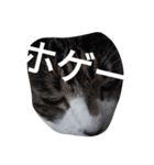 おしゃべり猫顔（個別スタンプ：37）