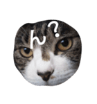 おしゃべり猫顔（個別スタンプ：38）