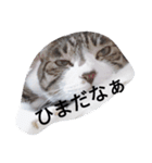 おしゃべり猫顔（個別スタンプ：39）