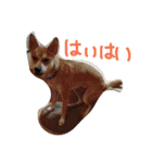 タローにコタロー（個別スタンプ：4）