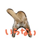タローにコタロー（個別スタンプ：9）