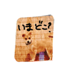 タローにコタロー（個別スタンプ：11）