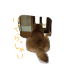 タローにコタロー（個別スタンプ：12）